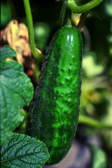 prickly cucumber in the sunlight