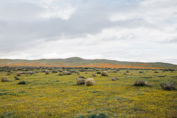 Obraz premium desert wildflowers with blue sky and clouds