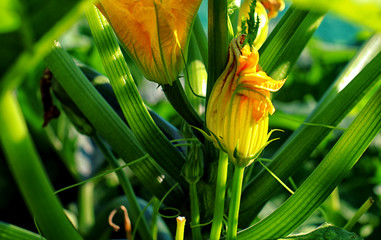 zucchini flower in the sunlight