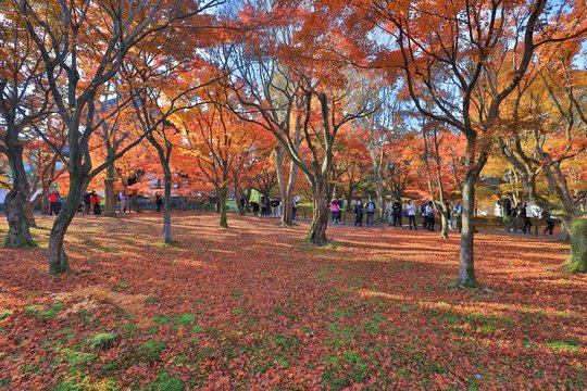 Autumn In Tofuku Ji Temple In Kyoto