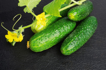 Green cucumbers, flowers and leaves on a dark