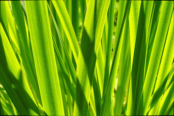 iris leaves in sunshine