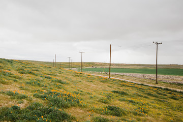 road in desert field in springtime