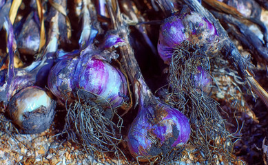 garlic harvest on the ground