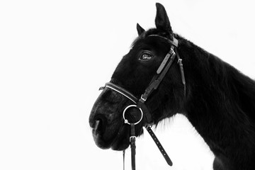 Horse head profile, black and white beautiful animal portrait - 251731959