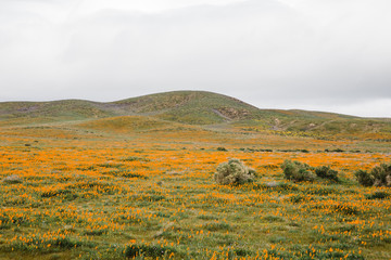 California poppy, Eschscholzia californica, blooms in desert of Antelope Valley