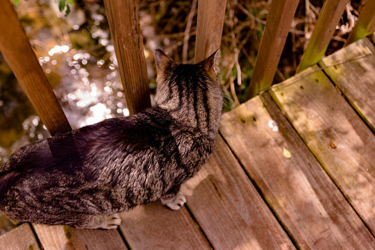 The Cat