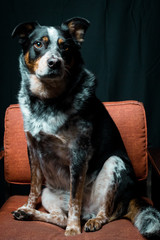 Dog Sitting in a Chair