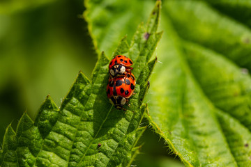 Ladybird