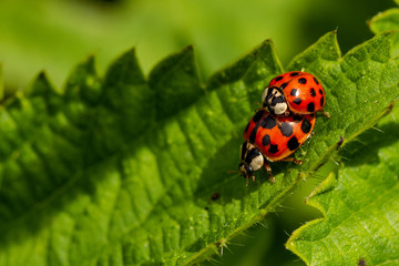 Ladybird
