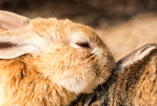 12 Best 野良うさぎ Images Stock Photos Vectors Adobe Stock