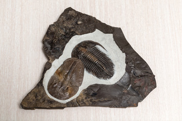 Ancient fossilized trilobites © Maslov Dmitry