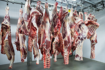 Freshly slaughtered halves of cattle hanging on the hooks in a refrigerator room of a meat plant for further food processing.