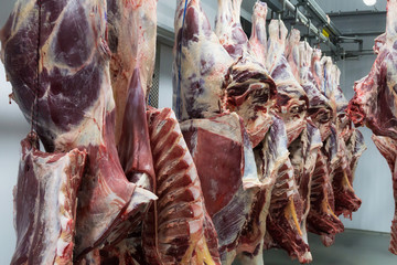 Freshly slaughtered halves of cattle hanging on the hooks in a refrigerator room of a meat plant for further food processing.