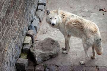Obraz premium White wolf (Canis lupus albus or Tundra wolf) in zoo.