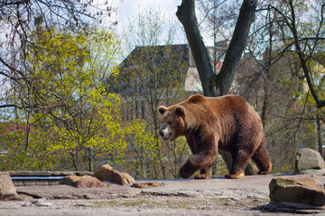 Big brown bear in a zoo on an artificial rock in early springtime.