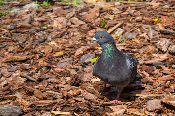 The domestic pigeon (Columba livia domestica) on the ground.