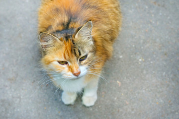 Beautiful ginger cat in the street.