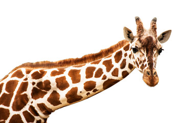 A curious giraffe looks into the camera, cut out © bettysphotos