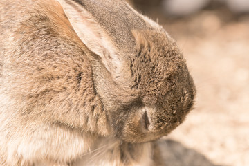 大久野島のうさぎ・ねむい！