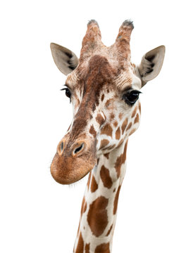 A curious giraffe looks into the camera, cut out