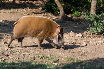 Zoo Veszpr&eacute;m in Hungary and Budapest