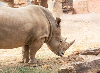 Obraz premium White rhinoceros or White Rhino (Ceratotherium simum) big animal mammal
