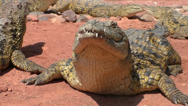 Close up of crocodile head and throat breathing, pulsating