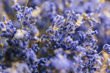 Lavender flower close up