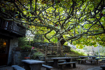 Elegant Tree over a Patio