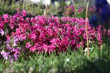 Obraz premium purple flowers in the garden