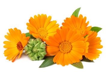 marigold flowers with green leaf isolated on white background. calendula flower. - obrazy, fototapety, plakaty