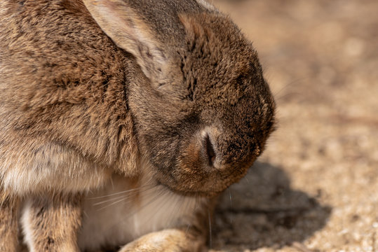 12 Best 野良うさぎ Images Stock Photos Vectors Adobe Stock