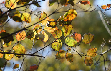Scene of nature of the tree of autumn dead leaf which it was fine