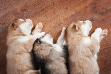 Three cute puppies sleeping, top view