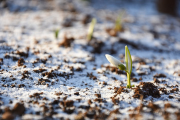 First snowdrops growth in spring . Concept of spring and new life