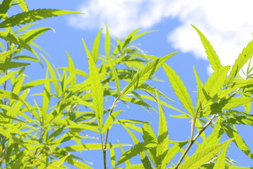 Obraz premium cannabis leaves