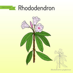 Rhododendron qinghaiense, medicinal plant