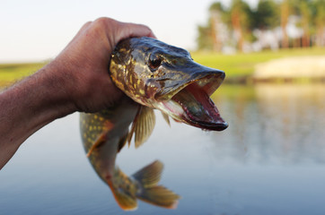 Pike fish in angler's hand