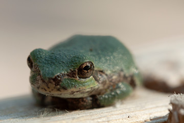 Green Toad