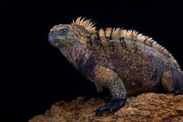 Santa Cruz marine iguana (Amblyrhynchus cristatus hassi)