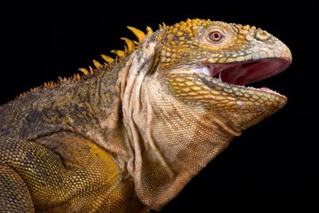 Galapagos land iguana (Conolophus subcristatus)