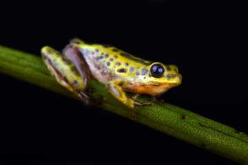 Common Reed Frog (Hyperolius viridiflavus variabilis)