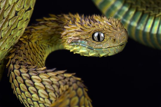 CalPhotos: Atheris hispida; Spiny Bush Viper