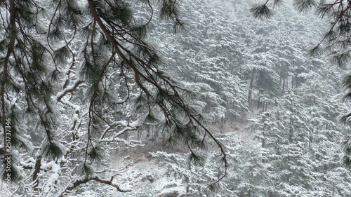 Winter Snow Tree Texture Forest Cold Nature Wood
