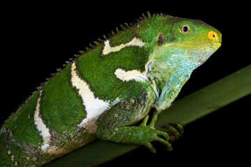 Fijian crested iguana (Brachylophus vitiensis)