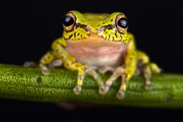 Cinnamon-bellied reed frog (Hyperolius cinnamomeoventris)