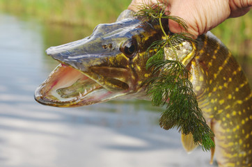 Pike fish in angler's hand