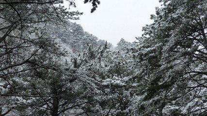 snow, winter, tree, forest, landscape, cold, nature, mountain, sky, pine, white, frost, trees, christmas, ice, season, blue, frozen, fir, mountains, snowy, spruce, fog, scene, beautiful