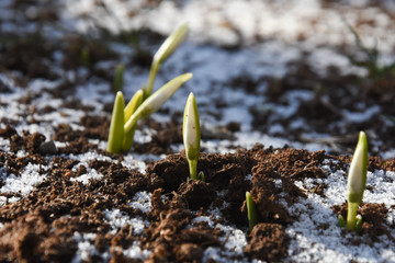 First snowdrops growth in spring . Concept of spring and new life © Ivan